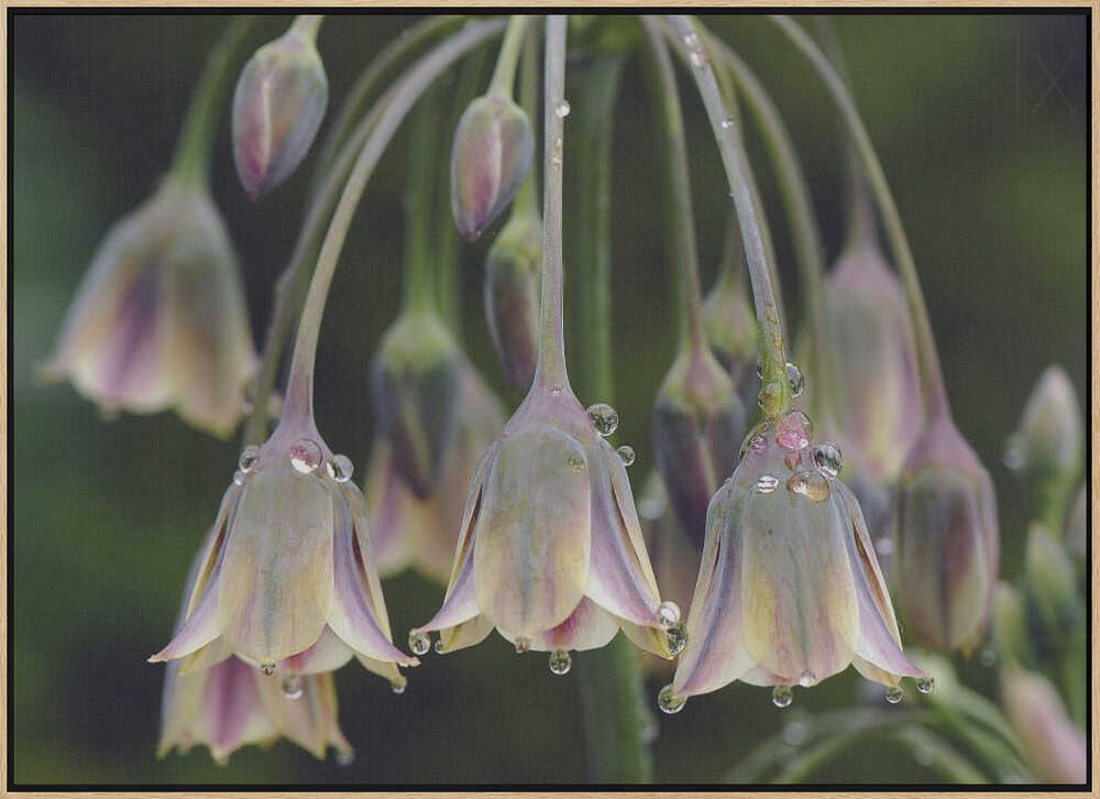 Dew Kissed Bells - Stretched Canvas Poster or Fine Art Print
