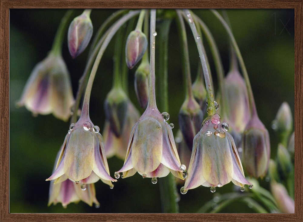 Dew Kissed Bells - Stretched Canvas Poster or Fine Art Print