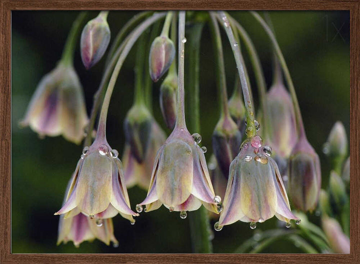 Dew Kissed Bells - Stretched Canvas Poster or Fine Art Print