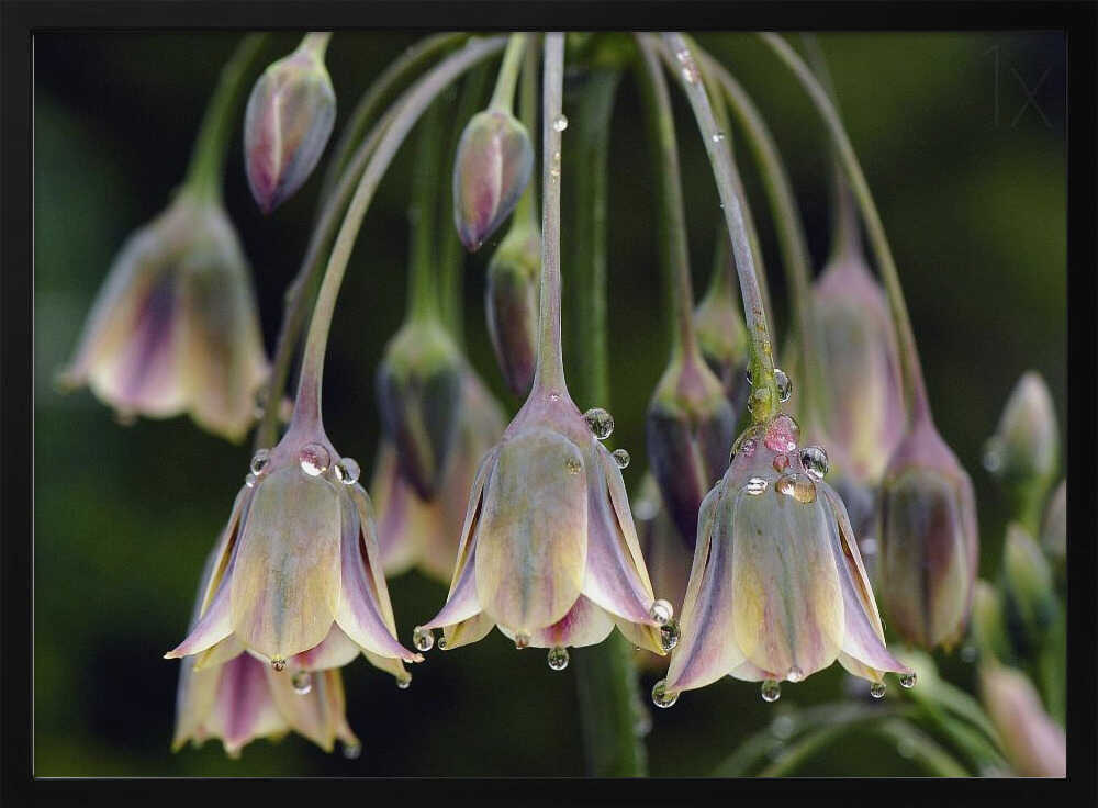Dew Kissed Bells - Stretched Canvas Poster or Fine Art Print