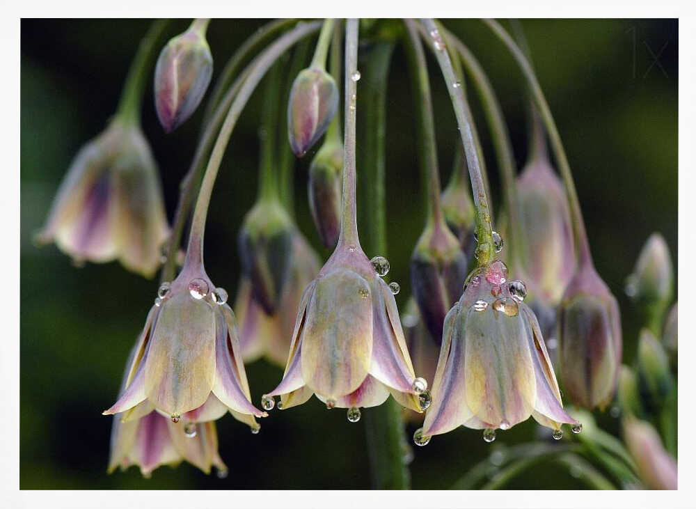 Dew Kissed Bells - Stretched Canvas Poster or Fine Art Print