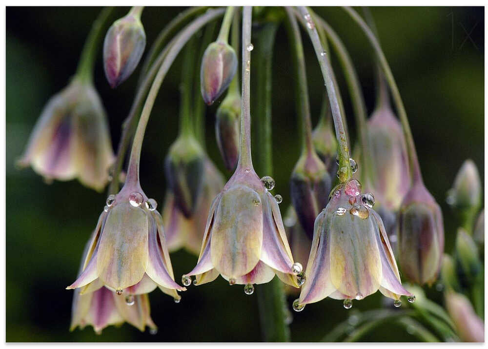 Dew Kissed Bells - Stretched Canvas Poster or Fine Art Print