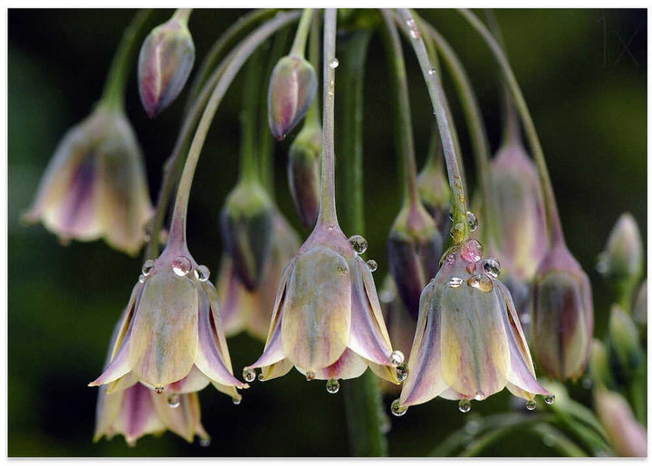 Dew Kissed Bells - Stretched Canvas Poster or Fine Art Print