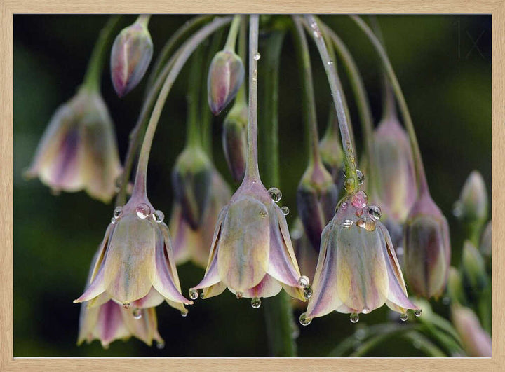 Dew Kissed Bells - Stretched Canvas Poster or Fine Art Print