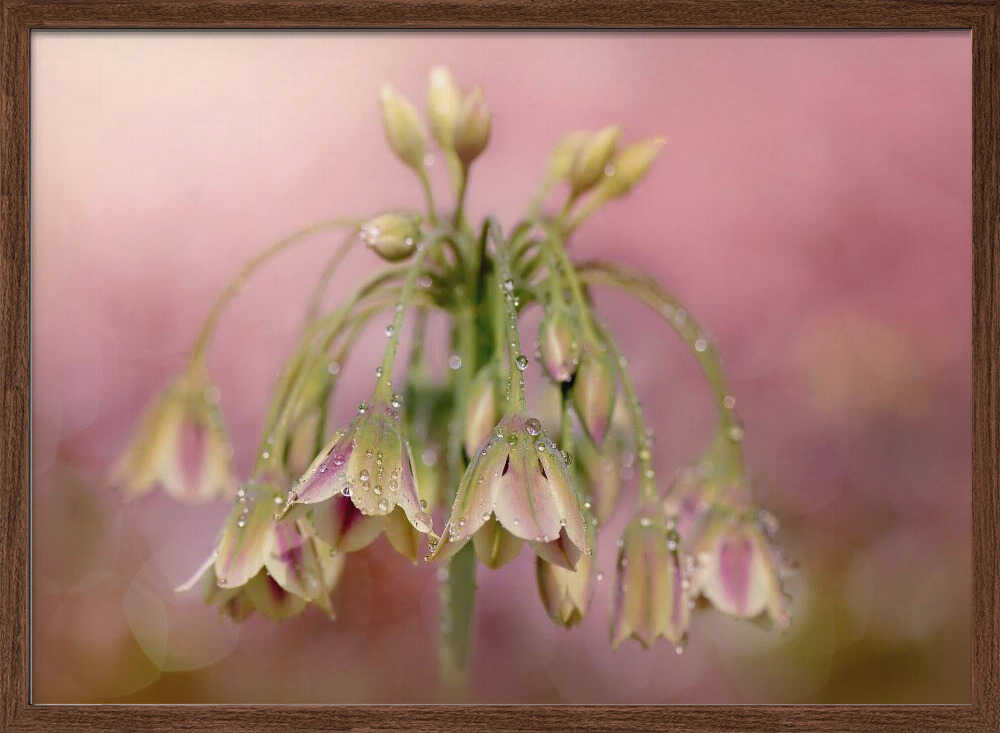 Dewy Pink Bellflowers - Floral Photographic Stretched Canvas Poster or Fine Art Print