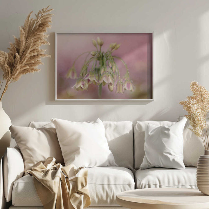 Dewy Pink Bellflowers - Floral Photographic Stretched Canvas Poster or Fine Art Print