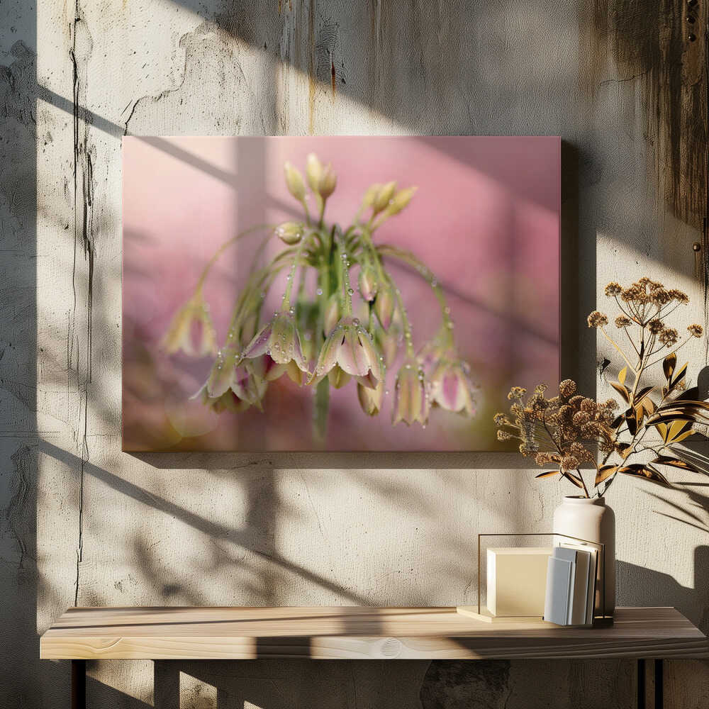 Dewy Pink Bellflowers - Floral Photographic Stretched Canvas Poster or Fine Art Print