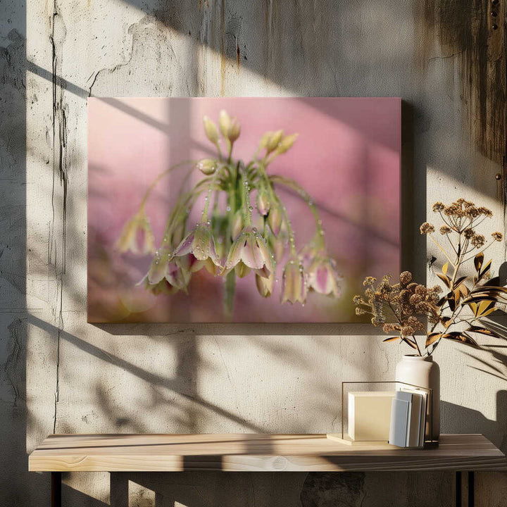Dewy Pink Bellflowers - Floral Photographic Stretched Canvas Poster or Fine Art Print