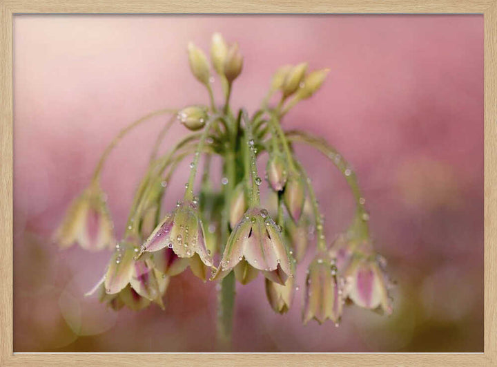 Dewy Pink Bellflowers - Floral Photographic Stretched Canvas Poster or Fine Art Print