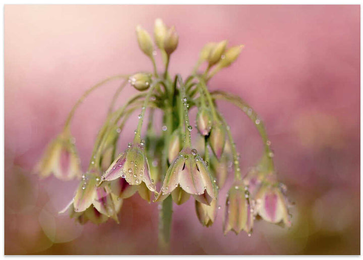 Dewy Pink Bellflowers - Floral Photographic Stretched Canvas Poster or Fine Art Print