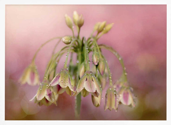 Dewy Pink Bellflowers - Floral Photographic Stretched Canvas Poster or Fine Art Print