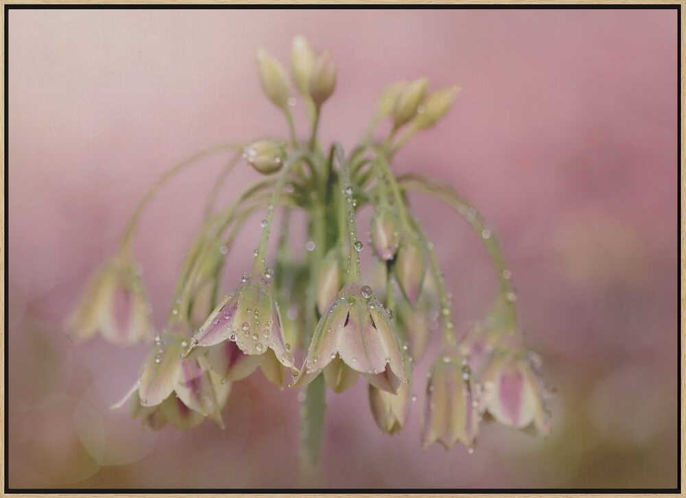 Dewy Pink Bellflowers - Floral Photographic Stretched Canvas Poster or Fine Art Print