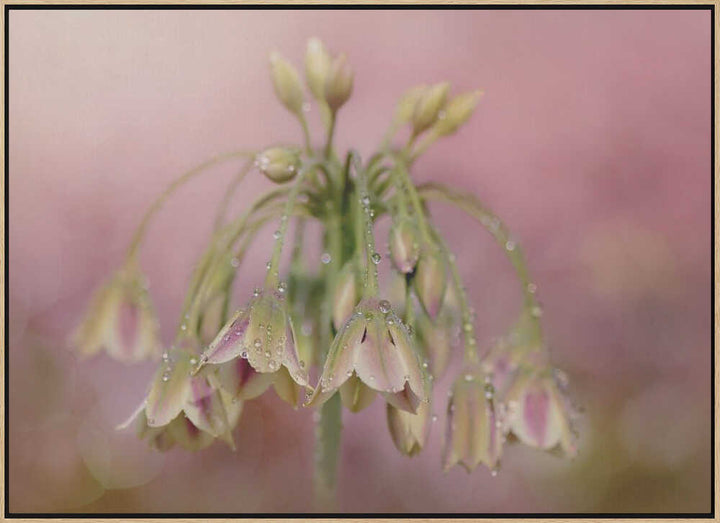 Dewy Pink Bellflowers - Floral Photographic Stretched Canvas Poster or Fine Art Print