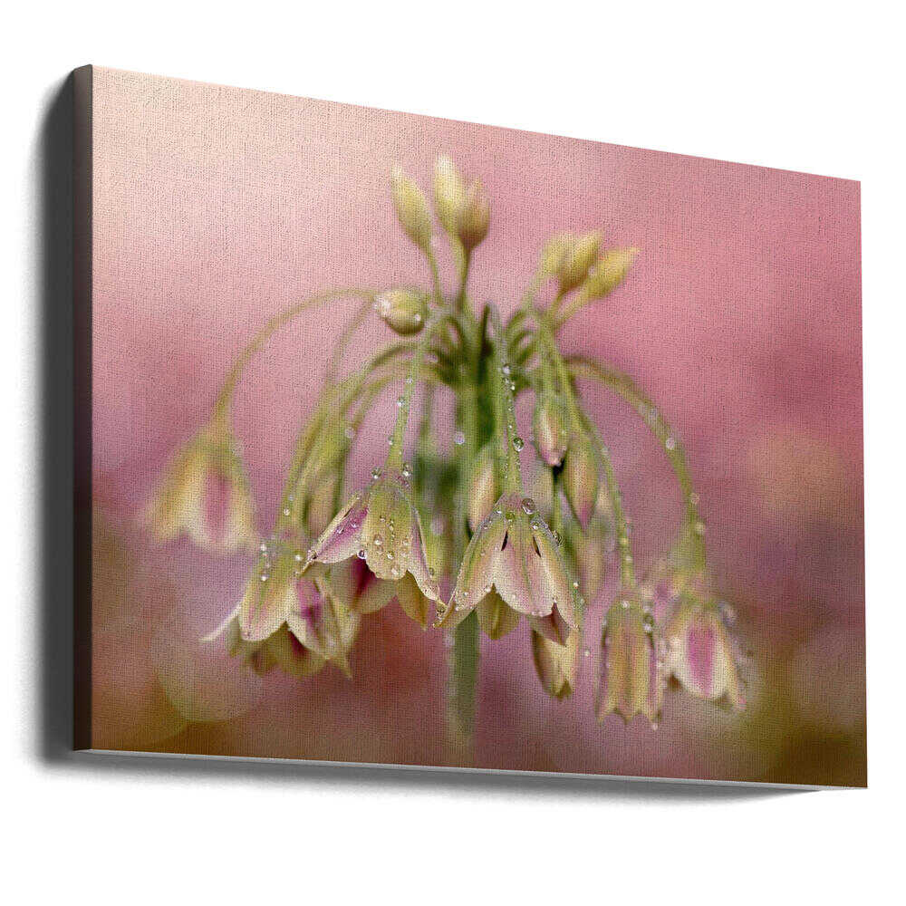 Dewy Pink Bellflowers - Floral Photographic Stretched Canvas Poster or Fine Art Print