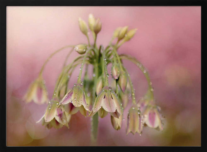 Dewy Pink Bellflowers - Floral Photographic Stretched Canvas Poster or Fine Art Print