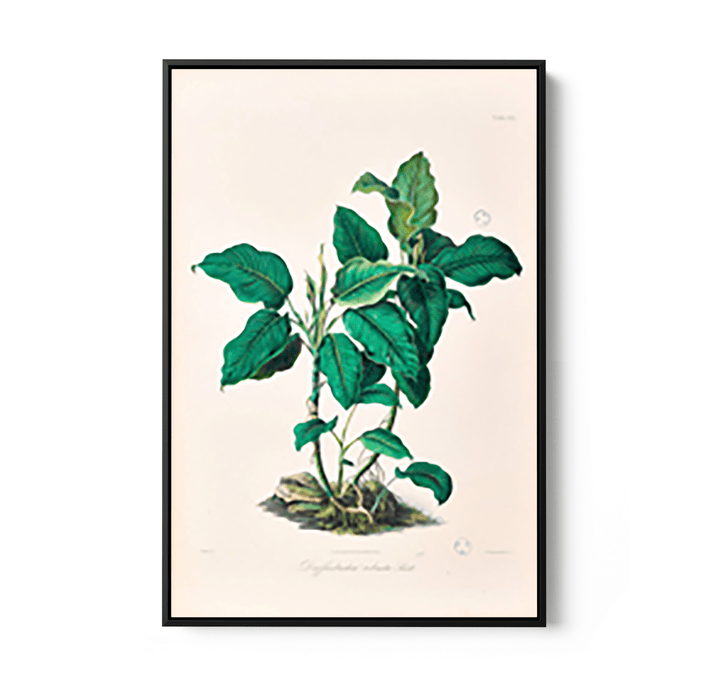 Dieffenbachia Robusta from Icones Aroidearum (1857) by Heinrich Wilhelm Schott - I Heart Wall Art - Poster Print, Canvas Print or Framed Art Print