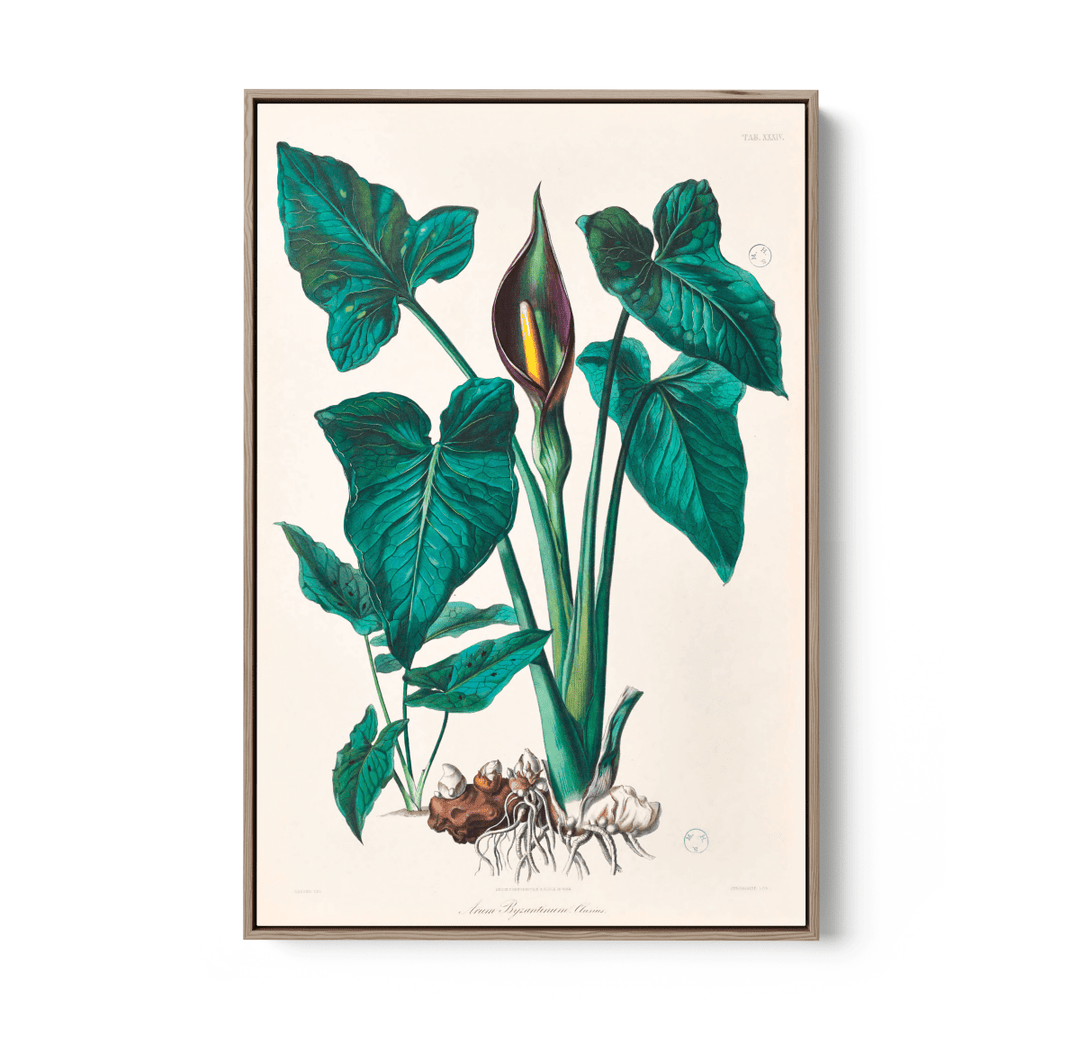Dieffenbachia Robusta from Icones Aroidearum (1857) by Heinrich Wilhelm Schott - I Heart Wall Art - Poster Print, Canvas Print or Framed Art Print