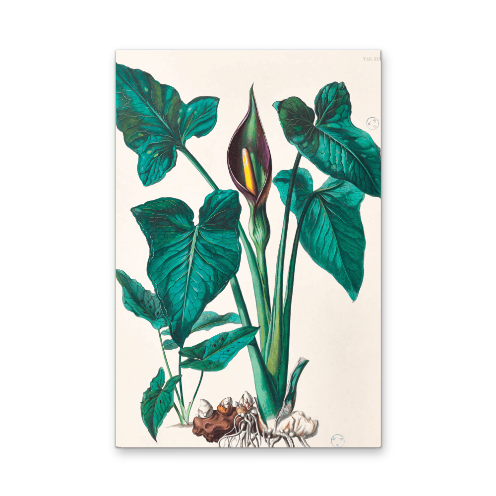 Dieffenbachia Robusta from Icones Aroidearum (1857) by Heinrich Wilhelm Schott - I Heart Wall Art - Poster Print, Canvas Print or Framed Art Print
