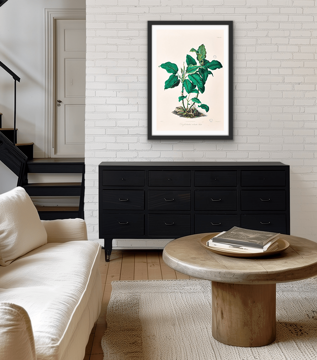 Dieffenbachia Robusta from Icones Aroidearum (1857) by Heinrich Wilhelm Schott - I Heart Wall Art - Poster Print, Canvas Print or Framed Art Print