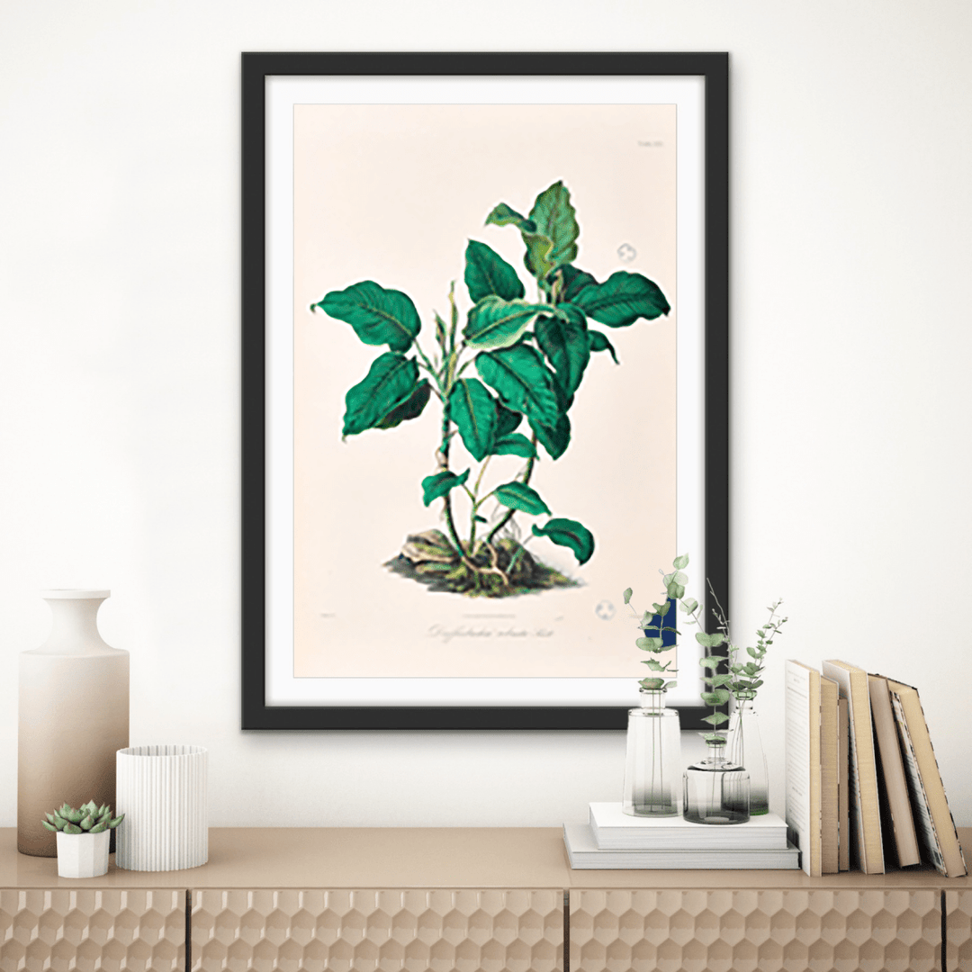 Dieffenbachia Robusta from Icones Aroidearum (1857) by Heinrich Wilhelm Schott - I Heart Wall Art - Poster Print, Canvas Print or Framed Art Print