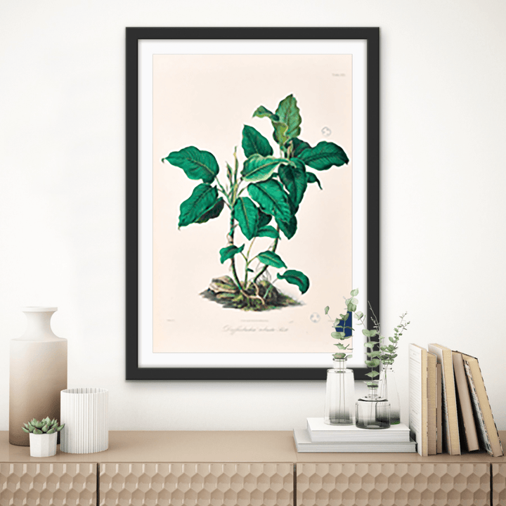 Dieffenbachia Robusta from Icones Aroidearum (1857) by Heinrich Wilhelm Schott - I Heart Wall Art - Poster Print, Canvas Print or Framed Art Print