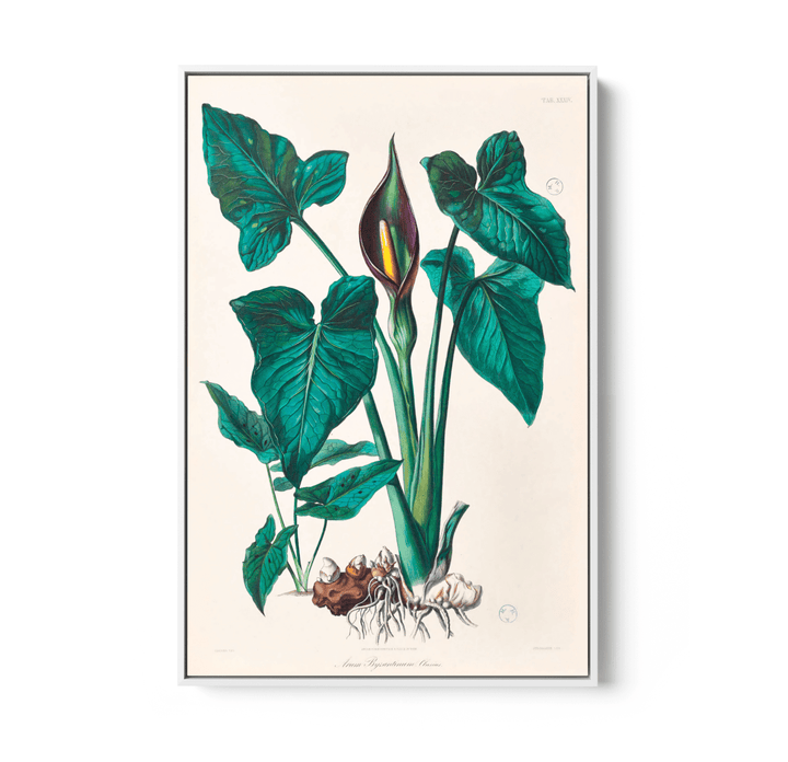 Dieffenbachia Robusta from Icones Aroidearum (1857) by Heinrich Wilhelm Schott - I Heart Wall Art - Poster Print, Canvas Print or Framed Art Print