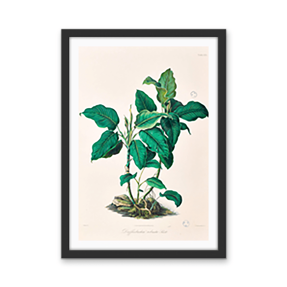 Dieffenbachia Robusta from Icones Aroidearum (1857) by Heinrich Wilhelm Schott - I Heart Wall Art - Poster Print, Canvas Print or Framed Art Print