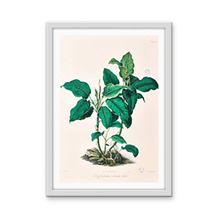 Dieffenbachia Robusta from Icones Aroidearum (1857) by Heinrich Wilhelm Schott - I Heart Wall Art - Poster Print, Canvas Print or Framed Art Print
