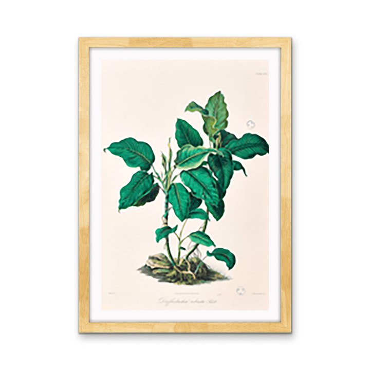 Dieffenbachia Robusta from Icones Aroidearum (1857) by Heinrich Wilhelm Schott - I Heart Wall Art - Poster Print, Canvas Print or Framed Art Print