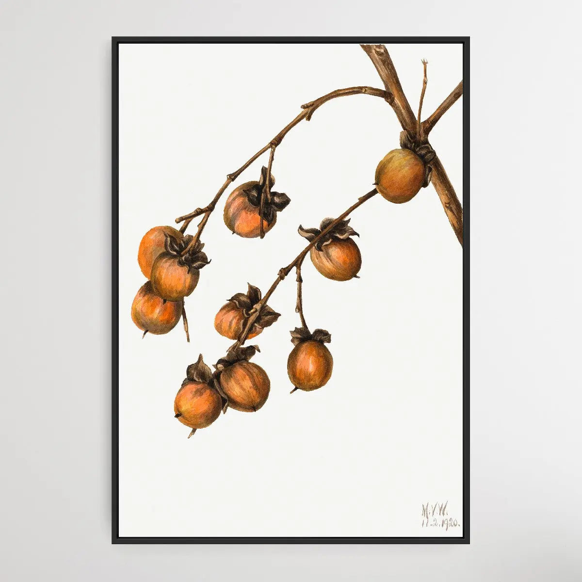 Diospyros Virginiana (1920) by Mary Vaux Walcott - I Heart Wall Art