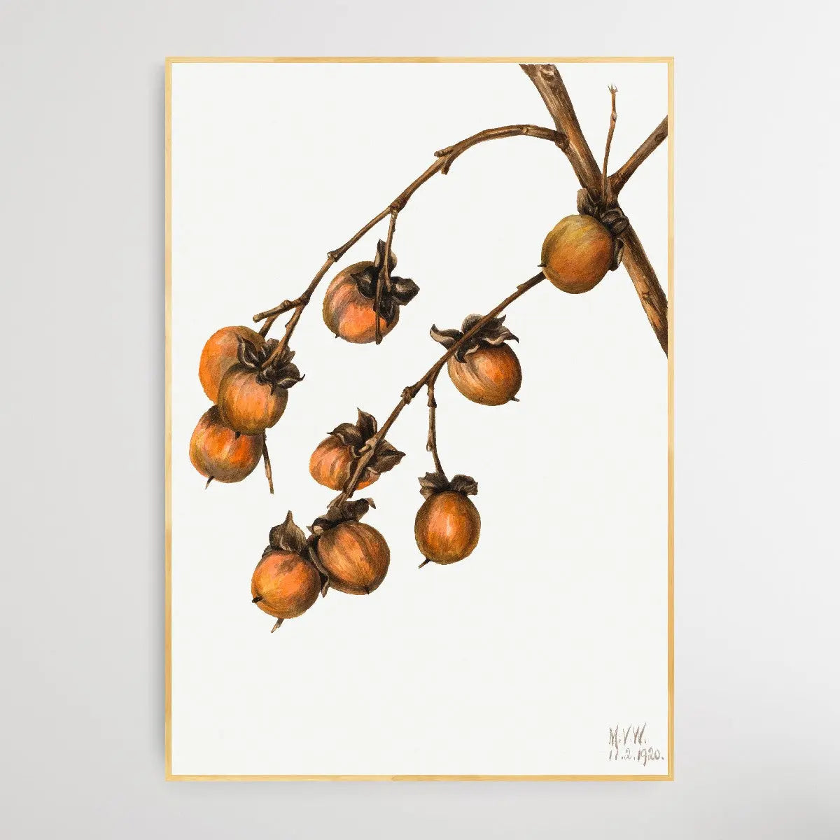 Diospyros Virginiana (1920) by Mary Vaux Walcott - I Heart Wall Art