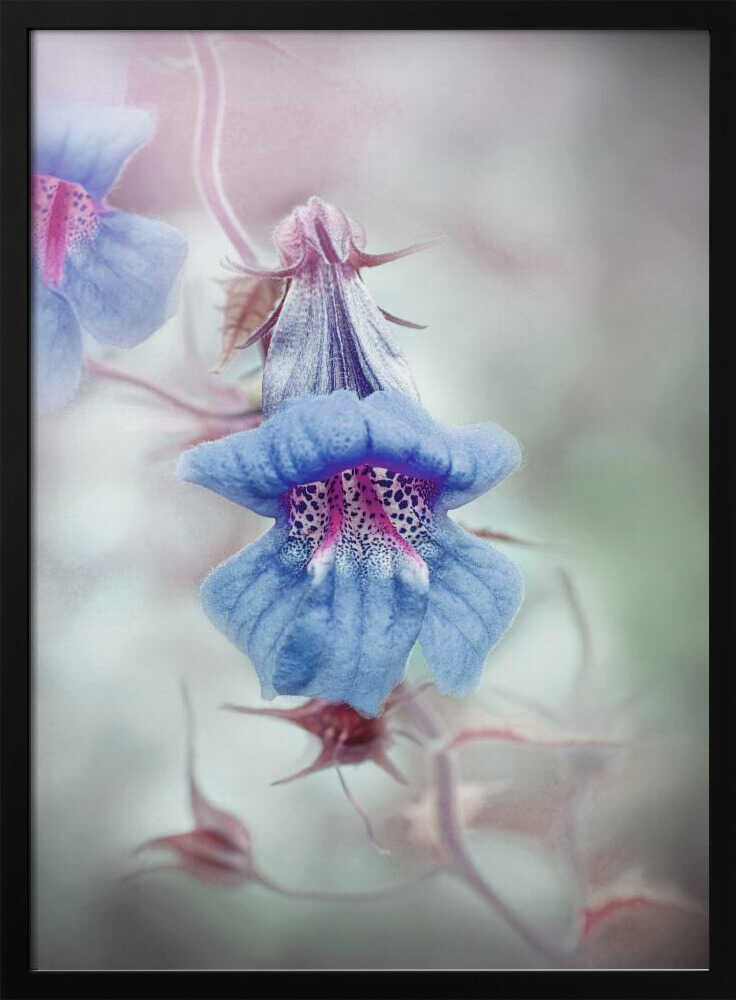 Dreamy Blue Bloom - Stretched Canvas Poster or Fine Art Print