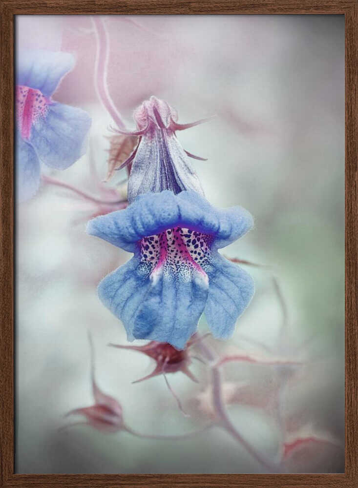Dreamy Blue Bloom - Stretched Canvas Poster or Fine Art Print