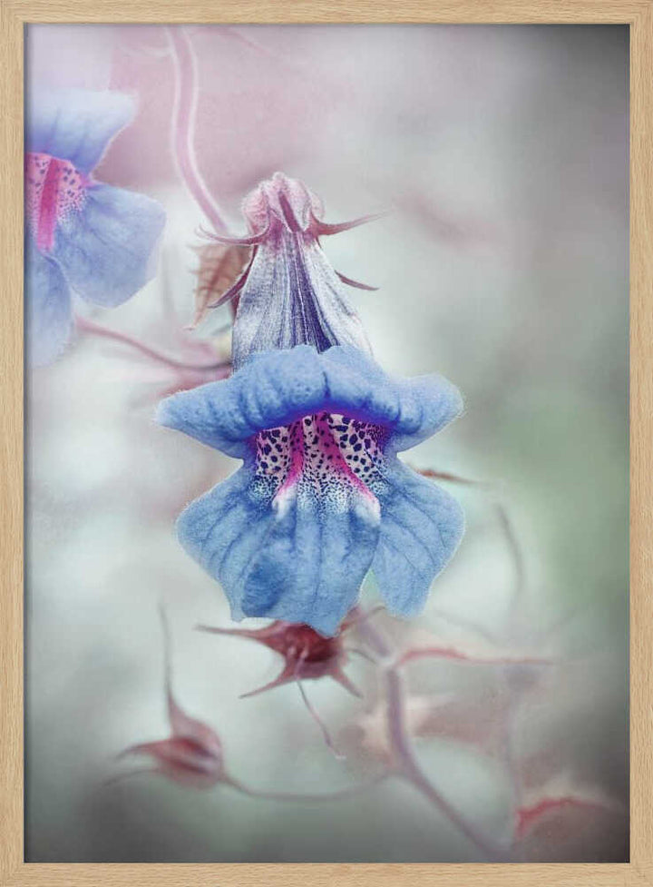 Dreamy Blue Bloom - Stretched Canvas Poster or Fine Art Print