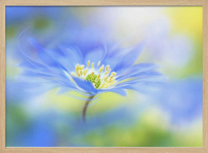 Dreamy Blue Blossom - Floral Photographic Stretched Canvas Poster or Fine Art Print