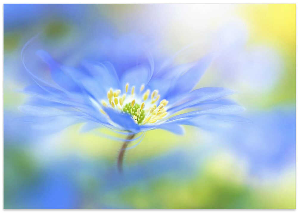 Dreamy Blue Blossom - Floral Photographic Stretched Canvas Poster or Fine Art Print