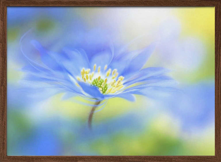 Dreamy Blue Blossom - Floral Photographic Stretched Canvas Poster or Fine Art Print