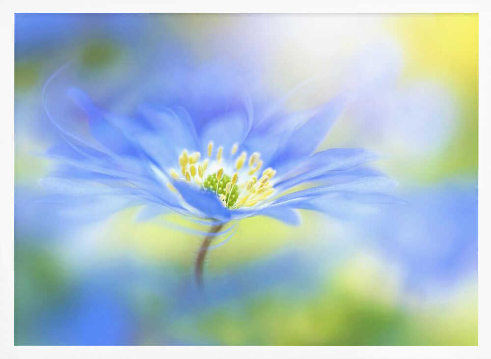 Dreamy Blue Blossom - Floral Photographic Stretched Canvas Poster or Fine Art Print