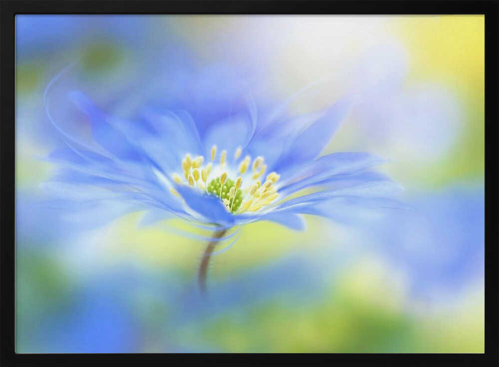 Dreamy Blue Blossom - Floral Photographic Stretched Canvas Poster or Fine Art Print