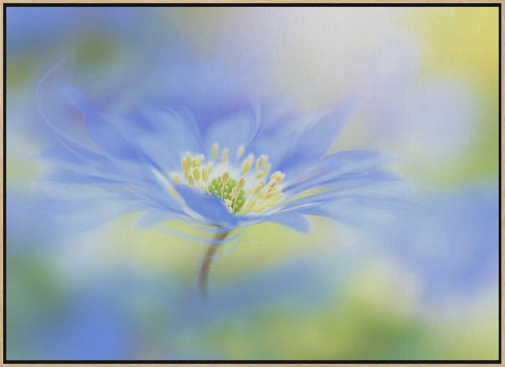 Dreamy Blue Blossom - Floral Photographic Stretched Canvas Poster or Fine Art Print