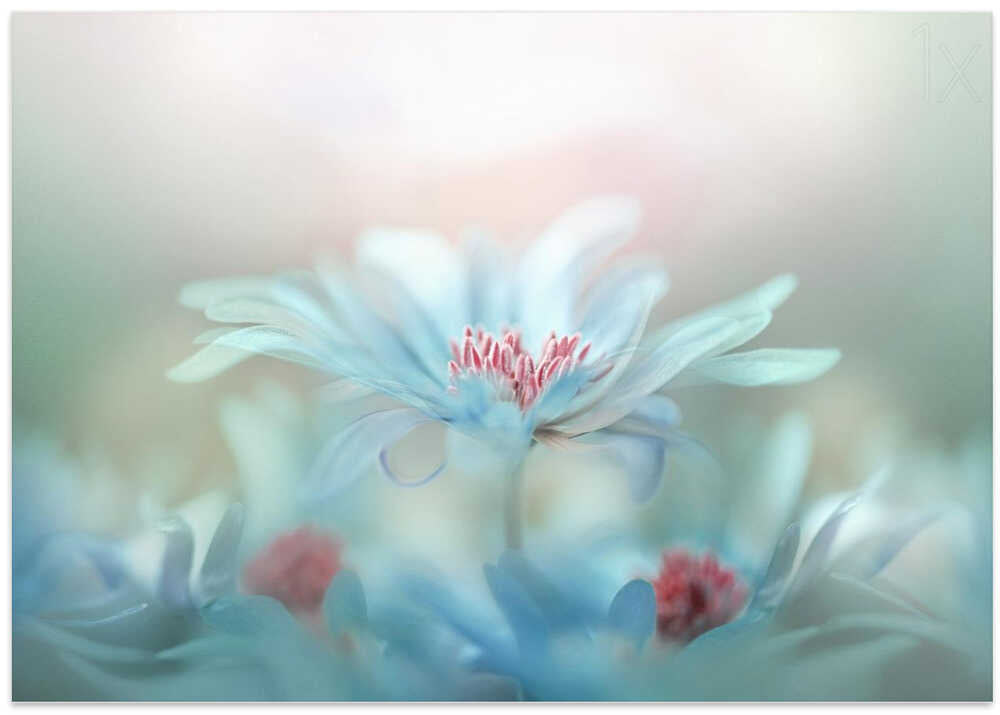 Dreamy Blue Blossoms - Stretched Canvas Poster or Fine Art Print