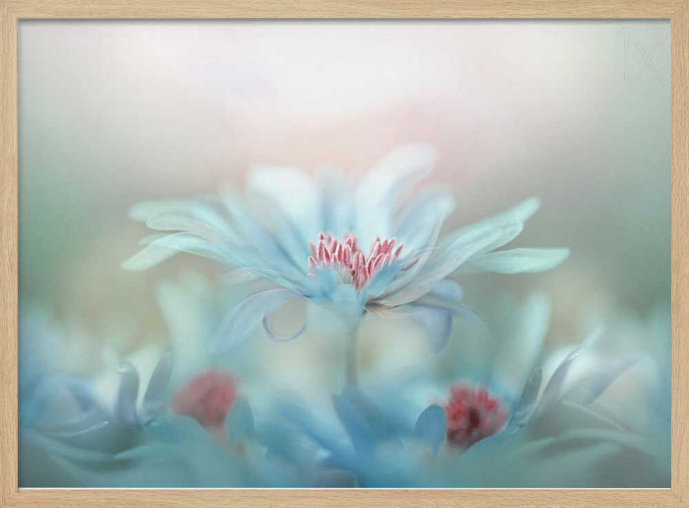 Dreamy Blue Blossoms - Stretched Canvas Poster or Fine Art Print