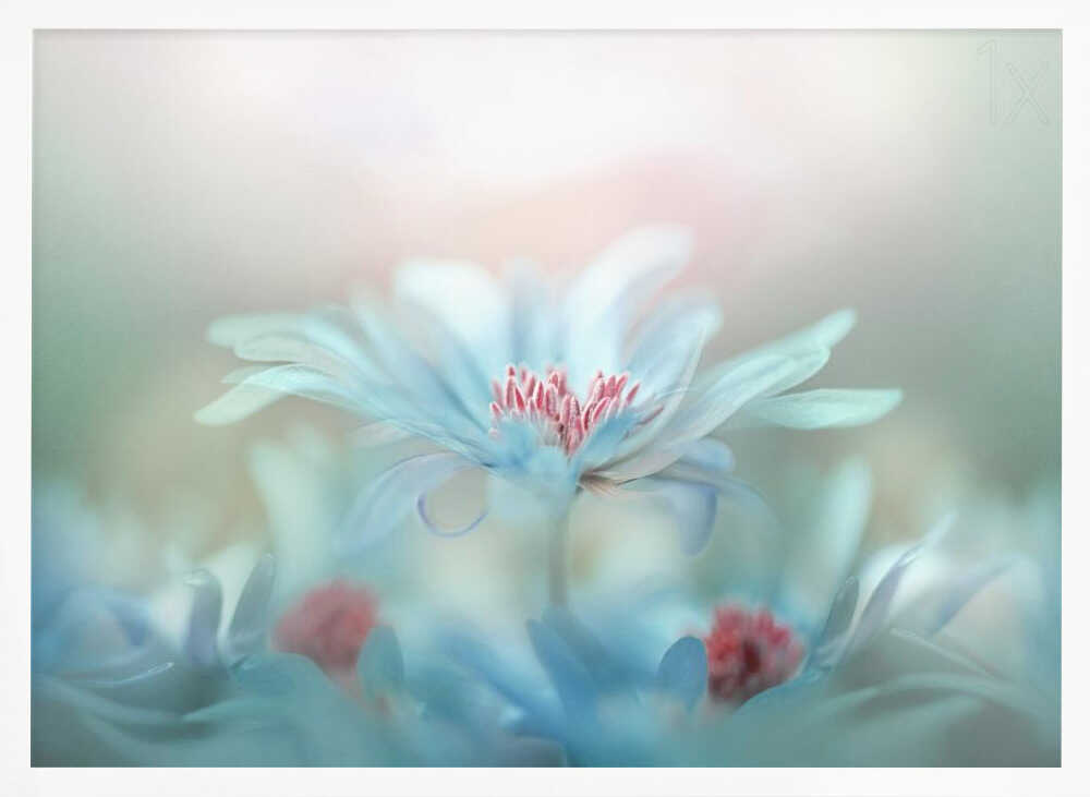 Dreamy Blue Blossoms - Stretched Canvas Poster or Fine Art Print