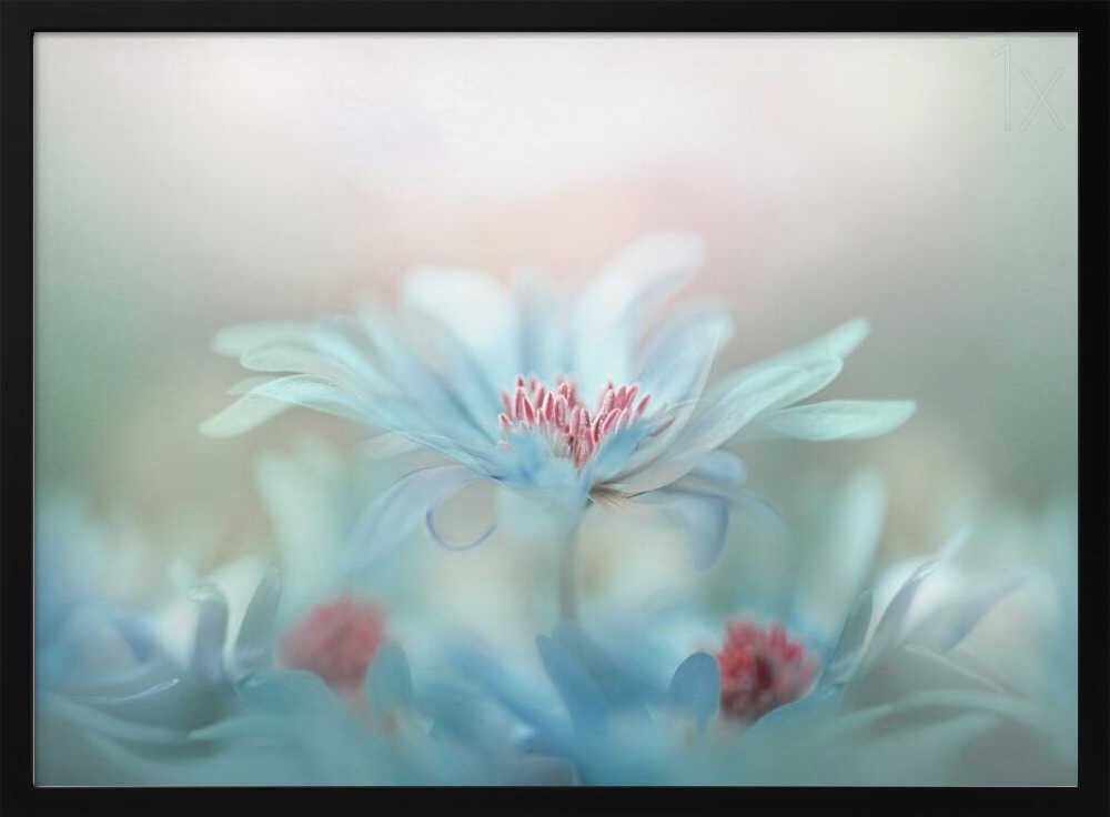 Dreamy Blue Blossoms - Stretched Canvas Poster or Fine Art Print