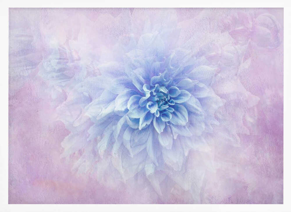 Dreamy Blue Dahlia - Floral Photographic Stretched Canvas Poster or Fine Art Print