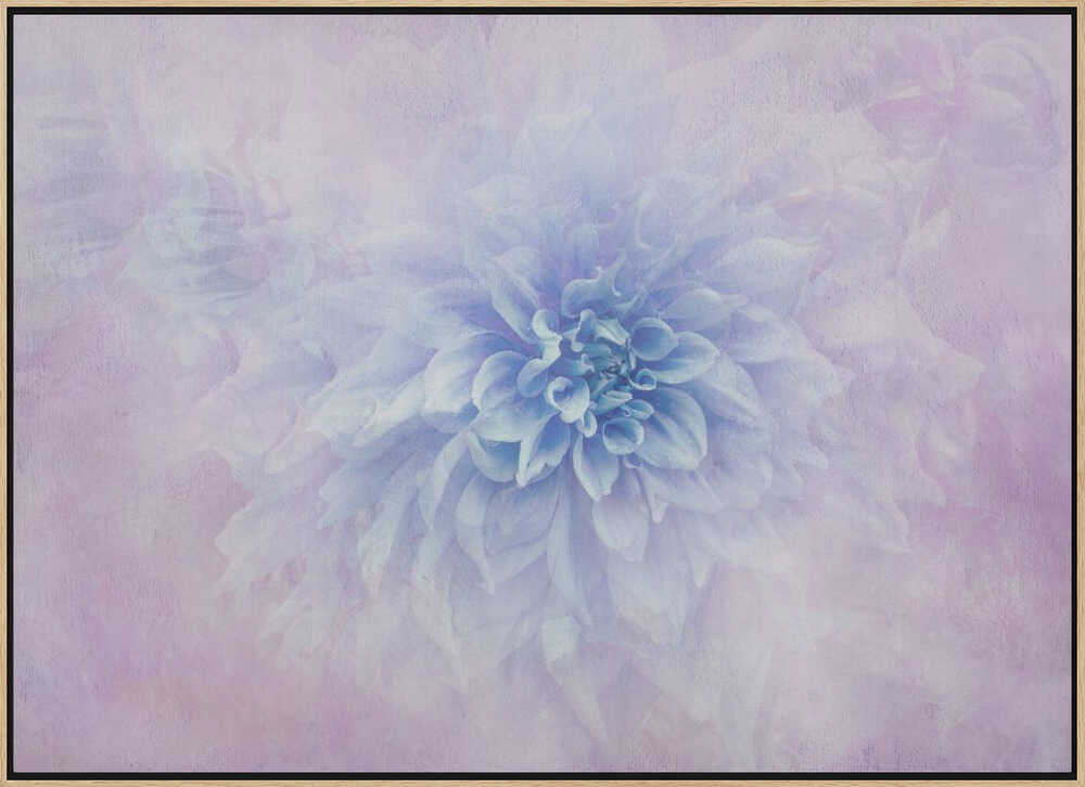 Dreamy Blue Dahlia - Floral Photographic Stretched Canvas Poster or Fine Art Print