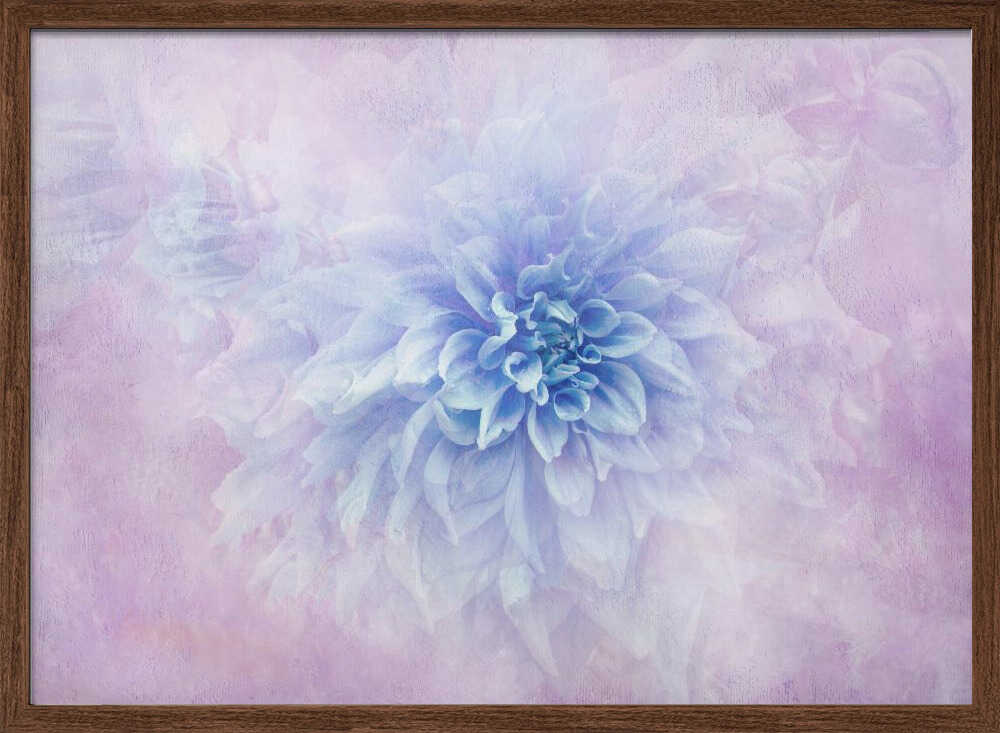Dreamy Blue Dahlia - Floral Photographic Stretched Canvas Poster or Fine Art Print