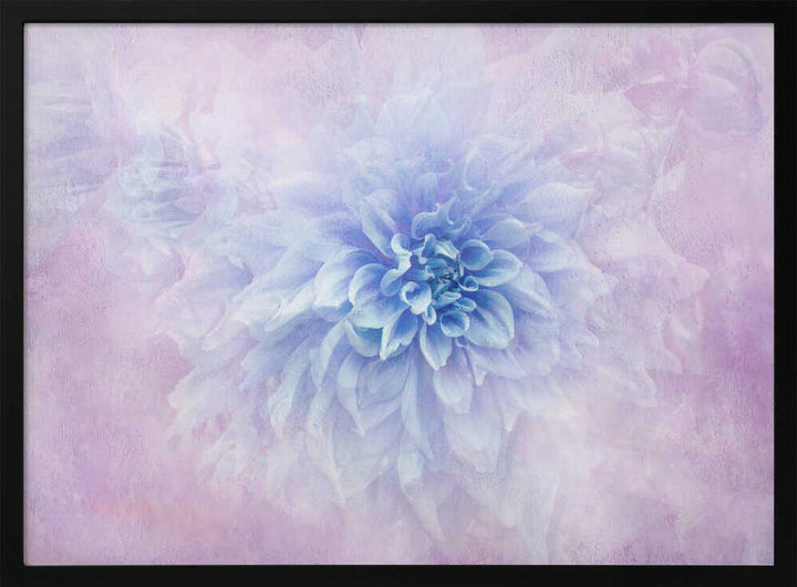 Dreamy Blue Dahlia - Floral Photographic Stretched Canvas Poster or Fine Art Print