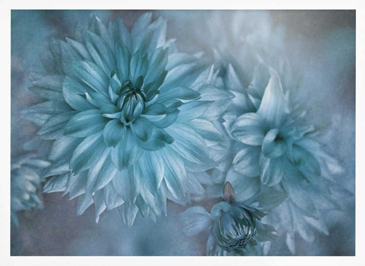 Dreamy Blue Dahlias - Floral Photographic Stretched Canvas Poster or Fine Art Print