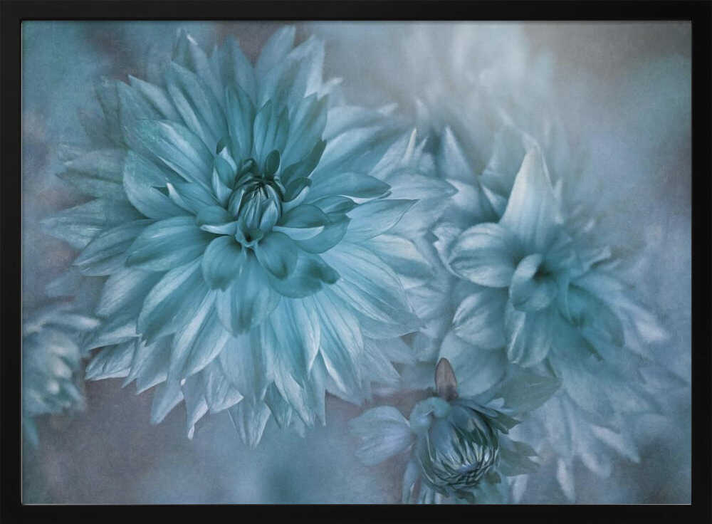 Dreamy Blue Dahlias - Floral Photographic Stretched Canvas Poster or Fine Art Print
